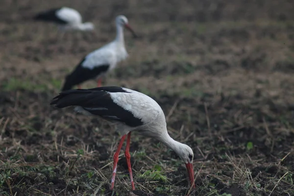 Storks Field Harvest — Zdjęcie stockowe