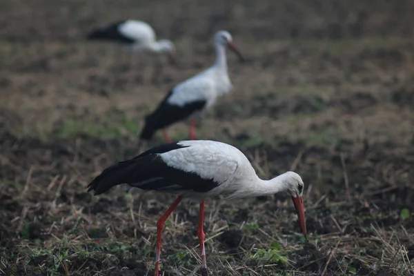 Storks Field Harvest — 图库照片