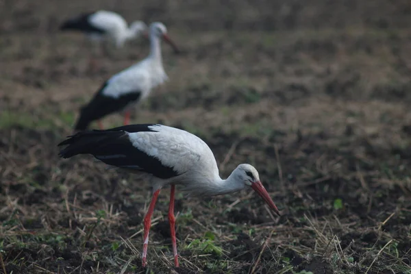 Storks Field Harvest — Stock Photo, Image