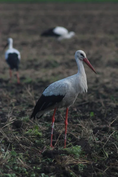 Storks Field Harvest — Stock Fotó
