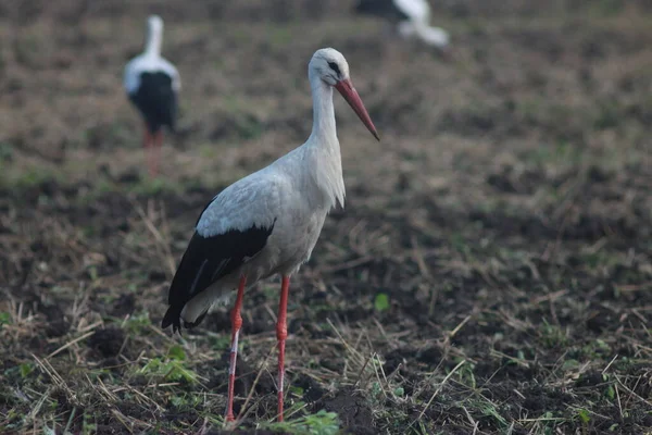 Storks Field Harvest — Stockfoto