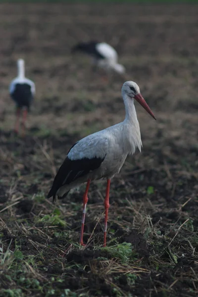 Storks Field Harvest — Stockfoto