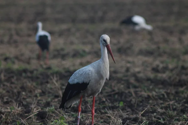 Storks Field Harvest — Stock Photo, Image