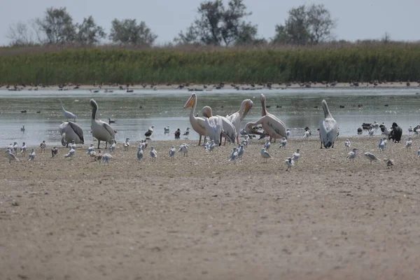 Flock Pelicans Estuary Bessarabia Ukraine — Φωτογραφία Αρχείου