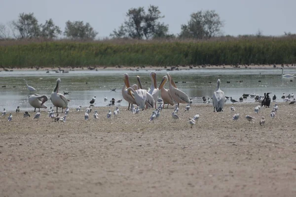 Flock Pelicans Estuary Bessarabia Ukraine — Stok fotoğraf