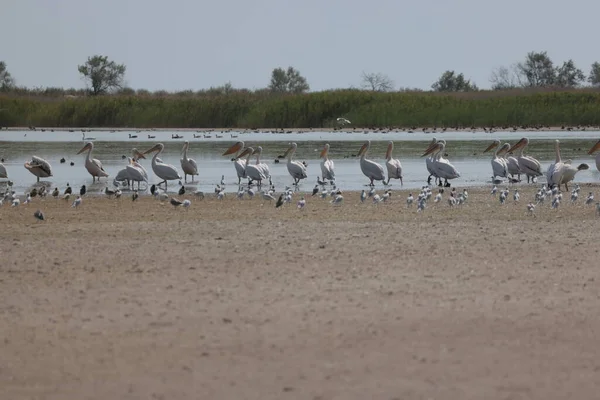 Flock Pelicans Estuary Bessarabia Ukraine — Stock Photo, Image