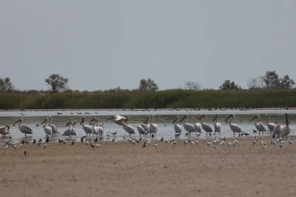 Flock Pelicans Estuary Bessarabia Ukraine — ストック写真