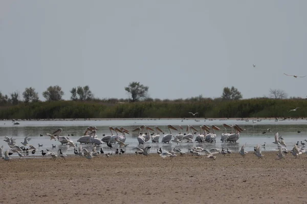 Flock Pelicans Estuary Bessarabia Ukraine — Stok fotoğraf