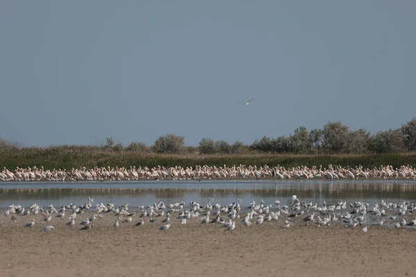 Flock Pelicans Estuary Bessarabia Ukraine — Fotografia de Stock