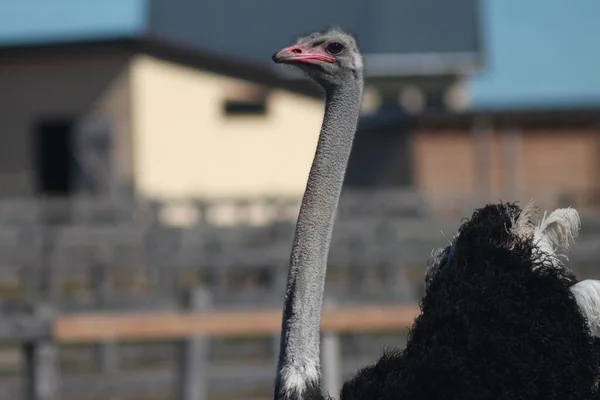 Ostrich Valley Ukraine Largest Ostrich Farm Kyiv — стоковое фото