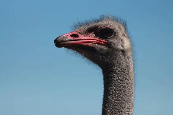 Ostrich Valley Ukraine Largest Ostrich Farm Kyiv — Stockfoto