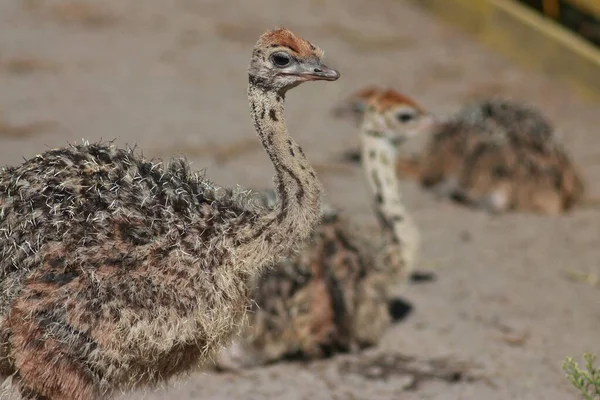 Ostrich Valley Ukraine Largest Ostrich Farm Kyiv — Stockfoto