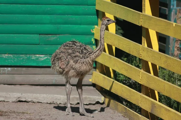 Ostrich Valley Ukraine Largest Ostrich Farm Kyiv — Stockfoto