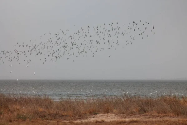 National Nature Park Tuzlivski Lymany Tuzly Lagoons Bessarabia Odesa Region — Zdjęcie stockowe