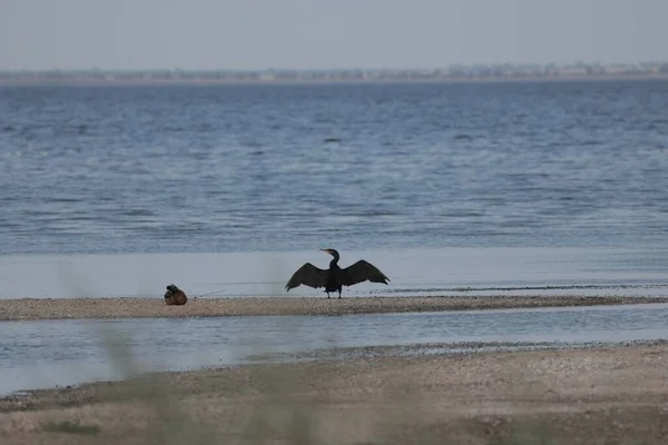 National Nature Park Tuzlivski Lymany Tuzly Lagoons Bessarabia Odesa Region — Stok fotoğraf