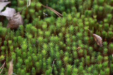 Seymsky Bölgesel Peyzaj Parkında Sonbahar