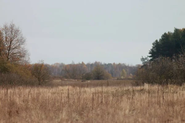 Autumn Seymsky Regional Landscape Park — Φωτογραφία Αρχείου