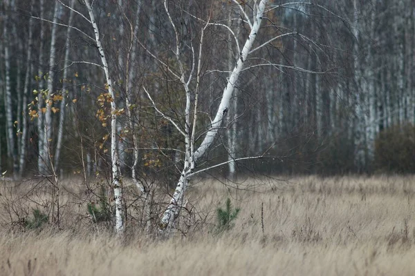 Seymsky Bölgesel Peyzaj Parkında Sonbahar