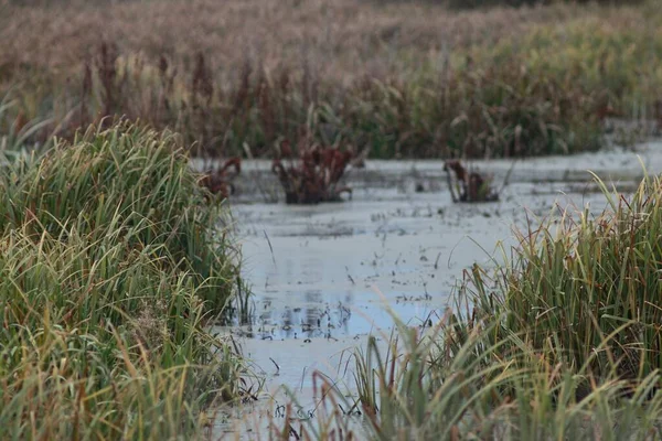 Seymsky Bölgesel Peyzaj Parkında Sonbahar