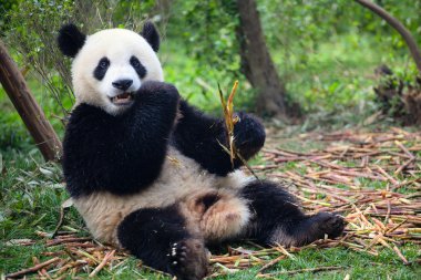 Bambu ormanında yeme panda