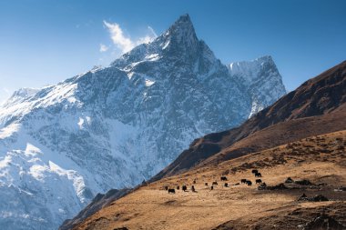 Himalayalar'ın yüksek dağlarında kar, çayırda otlatma yaks sürüsü