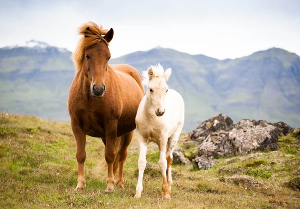 Caballos divertidos en los campos de Islandia — Foto de Stock