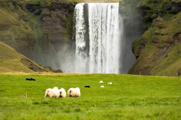 Fåren betar på grönt gräs i vattenfall på Island — Stockfoto