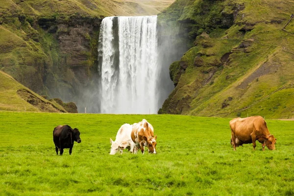 Dairy cows grazing on green grass near the waterfall Iceland — Stock Photo, Image