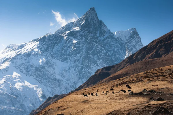 Yakherde weidet auf der Schneewiese, hohe Berge des Himalaya — Stockfoto