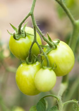 Yeşil domates