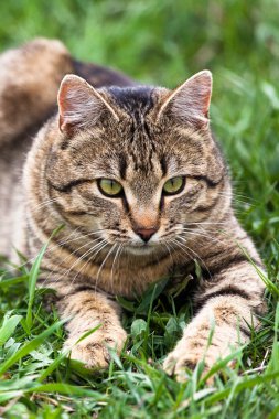 Yeşil Çimenlerin arasında oynayan kedi