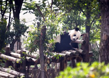 Uyuyan dev panda bebek