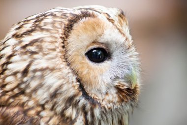 kahverengi baykuş yakın çekim