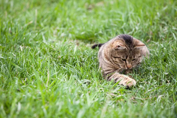 Kat spelen in het groene gras — Stockfoto