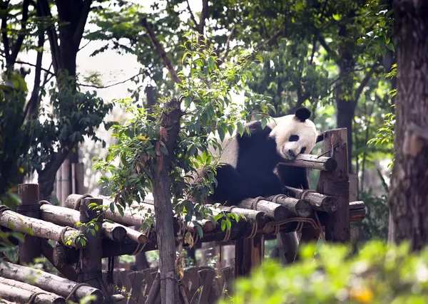 Sleeping giant panda baby — Stockfoto