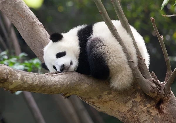 Dormindo bebê panda gigante — Fotografia de Stock