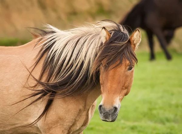 Pferde — Stockfoto