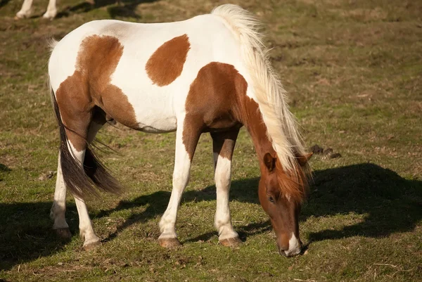 Pferde — Stockfoto