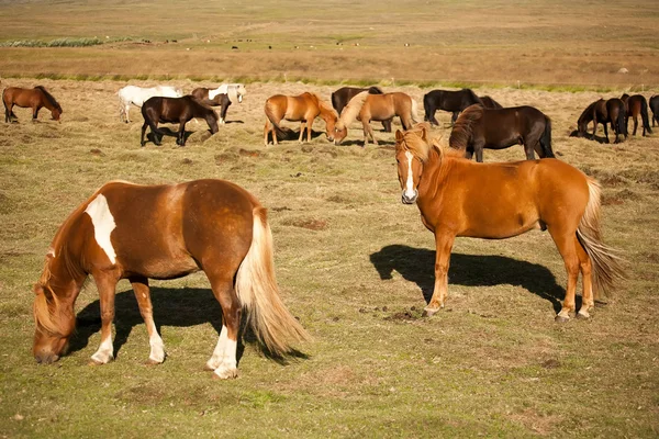 Caballos — Foto de Stock