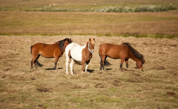 Caballos — Foto de Stock