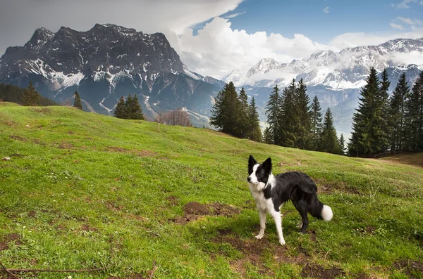 Dog on the mountain pass — Stock Photo, Image