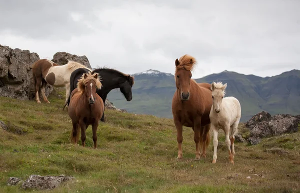 Caballos — Foto de Stock