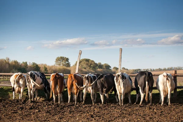 Las vacas lecheras viven en una granja. Las vacas lecheras se crían para la producción de leche . —  Fotos de Stock