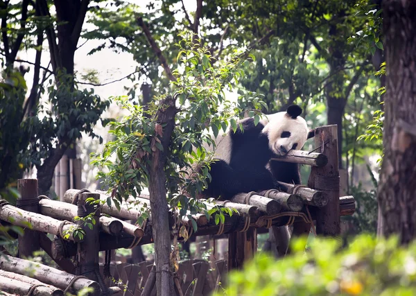 Спляча гігантська панда дитина Ліцензійні Стокові Зображення