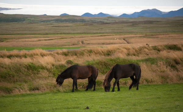 Islandzki koni w spokojnej łąka, zdominowany przez wulkaniczne Obraz Stockowy