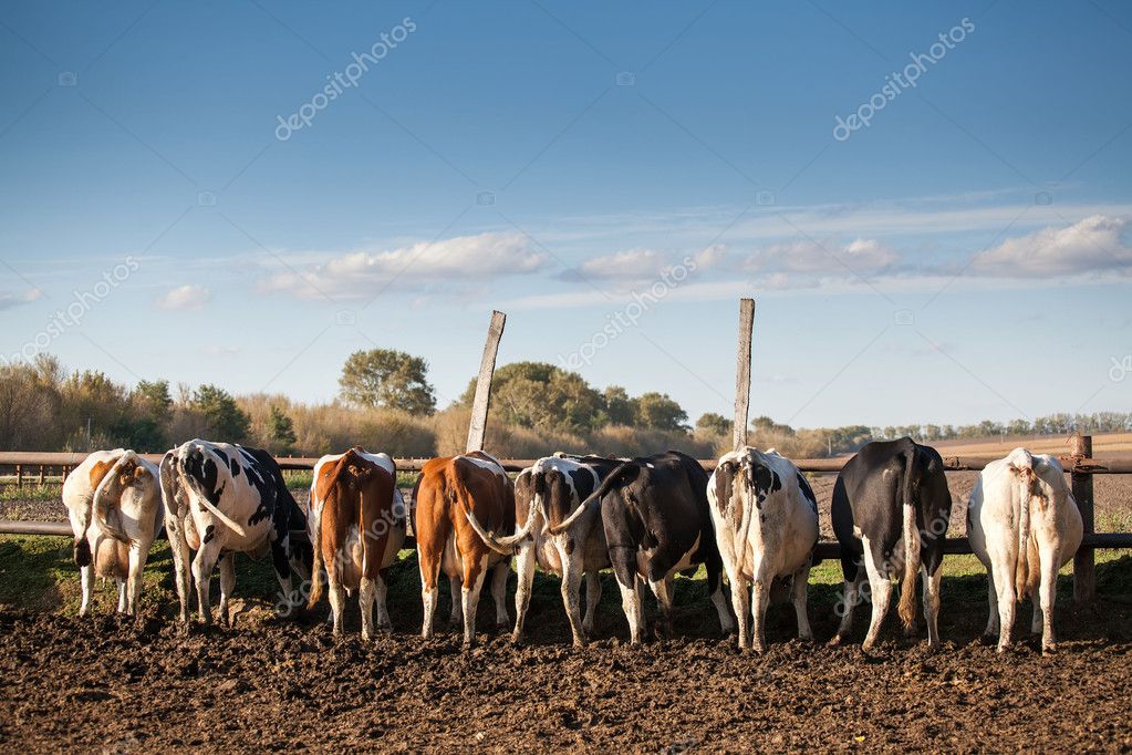 The dairy cows life in a farm. Dairy cows are reared for milk production. — Stock Photo © tdway