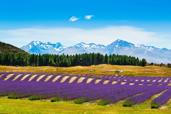 Blomma blommande lavendelfält — Stockfoto