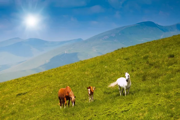 Caballos — Foto de Stock