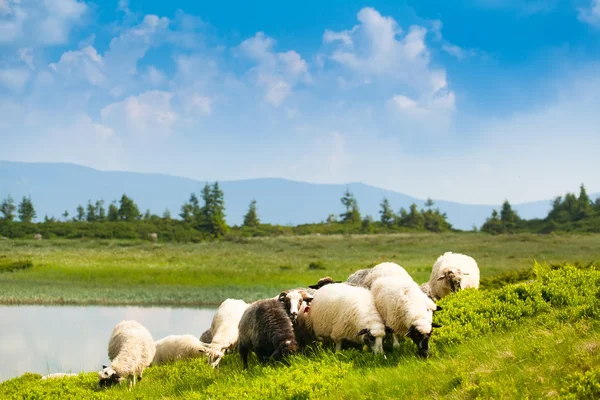 Schapen — Stockfoto