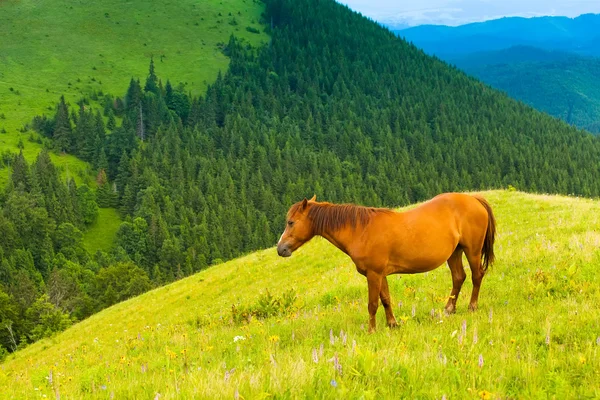 Выпас лошадей на горном лугу — стоковое фото
